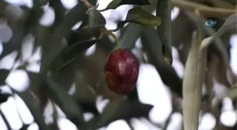 Yağışlar Zeytin Rezervlerini Dolduruyor