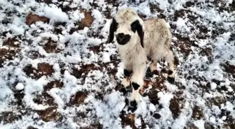 Erzincan'da Çobanlar Kar Nedeniyle Yaylada Mahsur Kaldı