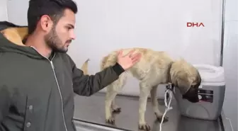 Afyonkarahisar Öğrenciler Yolda Buldukları Bitkin Köpeği Tedavi Ettirdi