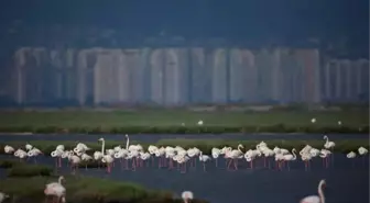 Doğa Derneği'den Körfez Geçişi Projesi İçin Uyarı