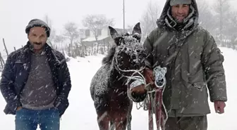 Karda Donmak Üzere Olan At Kurtarıldı