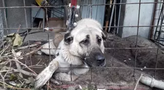 Çoban Köpeği Boğulmaktan Son Anda Kurtarıldı