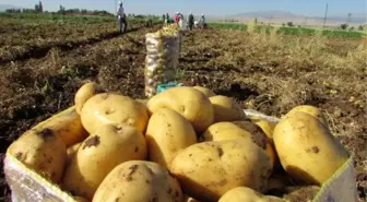 Sandıklı'da Patates Ekim Alanları Azalıyor