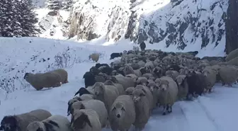 Yaylalarda Kalan Vatandaşlar ve Hayvanları Kurtarılıyor