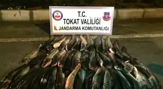 Tokat'ta Sağlıksız Koşullarda Paketlenmiş 300 Kilo Balık Ele Geçirildi