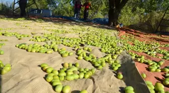 Zeytin ve Zeytinyağı İhracatçısı İhracat Desteklerinde Yüzde 100 Artış İstiyor