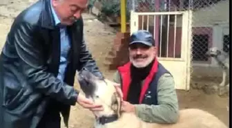 Bitkin Haldeki Köpek Barınakta Sağlığına Kavuştu