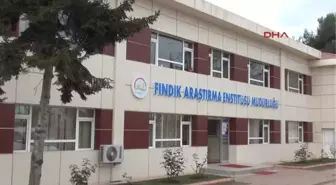 Giresun Fındıkta Sertifikalı Fidan Üretimine Geçiliyor