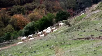 Samsun'da Keçileri Kaçırtan İhbar