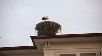 Iğdır Ovası Leyleklerin Yuvası