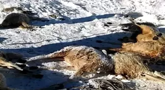 Sürüden Ayrılan Koyunları Kurt Kaptı