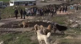 Üniversiteli Gençlerden Sokak Köpeklerine Gıda Desteği