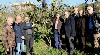 Fındık Üretimi İçin İşbirliği