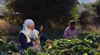 Gevaş Belediyesini Ulusal Fotoğraf Yarışması Sonuçlandı