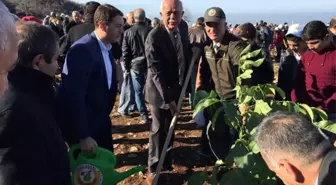 Hatay'da Köylüye Destek İçin Ceviz ve Alıç Fidanı Dikildi