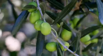 Zeytinyağında Yanlış Bilinen Doğrular