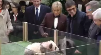 Yavru Panda, Brigitte Macron'a Saldırdı