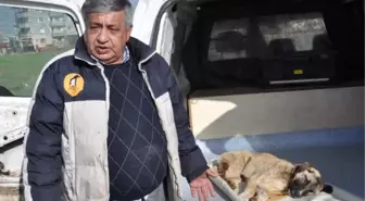 Köpeği Av Tüfeğiyle Vurdular