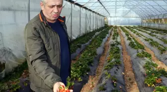 Fındığı Kesip Çilek Üretimine Başladı