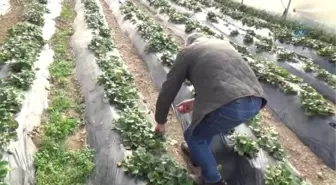 Fındığı Kesip Çilek Üretimine Başladı