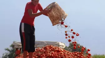 Manisa Salçalık Domates Üretiminde İkinci Sırada