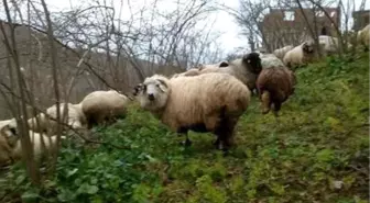 Of, Artlı ve Çepni Koyun Tiplerini, Omü'lü Akademisyenler Araştıracak