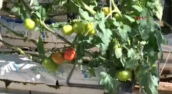 Antalya Domates Tırı, Kurban Kesilerek Rusya'ya Uğurlandı