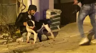 Köpek ve Sahibi, Bıçaklı Saldırıda Yaralandı