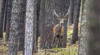 Dha Muhabirinin Doğa Fotoğraflarına Çifte Ödül