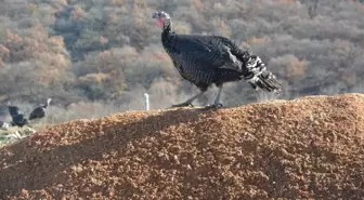 Hindiler 70 Liradan Alıcı Buluyor