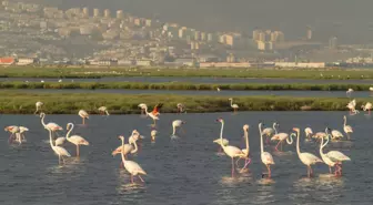 İzmir'in Gediz Deltası, UNESCO Dünya Doğa Mirası