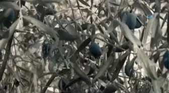 Kuşadası Ticaret Odası, Zeytin Hasadı İçin Tanıtım Filmi Yayınladı