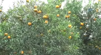 Mandalinadan Zarar Eden Üretici, Kokusundan Kolonya, Lokum, Kabuğundan Cisp, Çekirdeğinden Yağ...