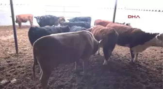 Niğde Girişimci Eltiler Besi Çiftliği Kurdu