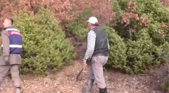 Ormanda Kaybolan Kişiyi Arama Çalışmaları Sürüyor