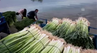 Pırasa Hasadı Başladı