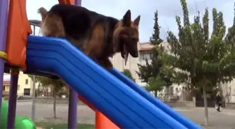 Rüzgar'In En Büyük Keyfi Kaydırakta Oynamak