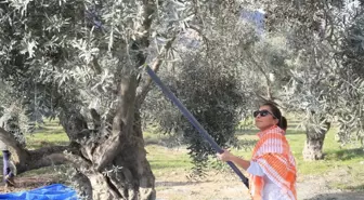 Zeytin Ağaçları 3 Yıl Sonra Meyve Verdi