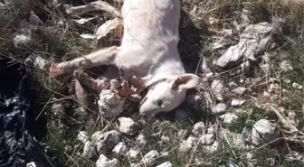 Karaman'da Kedi ve Köpek Ölümleri