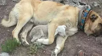 Kangal Köpeği, Yeni Doğan Kuzuya Sarılıp Uyudu