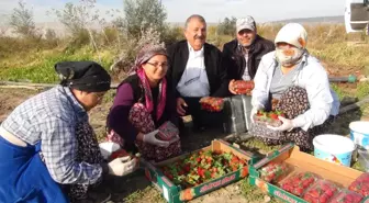 Mersin'de Kış Ortasında Açıkta Çilek Hasadı