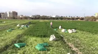 Hatay'da Maydanoz Hasadı Başladı