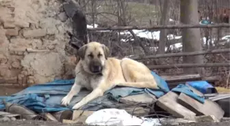 Kayıp 5 Kişilik Aileye Ait Çoban Köpekleri, Enkaz Alanından Ayrılmıyor