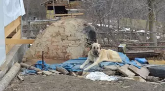 Kayıp 5 Kişilik Aileye Ait Çoban Köpekleri, Enkaz Alanından Ayrılmıyor