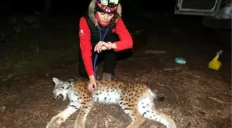 Vaşakların Yaşamı, Uyduyla Takipte