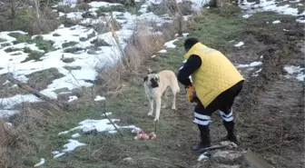 Yangın Sonrası Sır Olan Ailenin Köpeklerine Haytap Sahip Çıktı