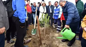 Taş Ocağıydı Şimdi Orman Olacak