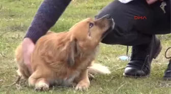 Zonguldak Öğretmen Dedektif Gibi İz Sürüp Öldürülen Köpeklerin Gömüldüğünü Tespit Ettirdi