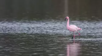 İzmir'in Flamingolarına Afrika'dan Destek