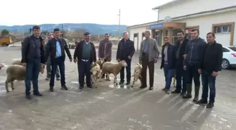 Selendi'de Yetiştiricilere Damızlık Koç Dağıtıldı